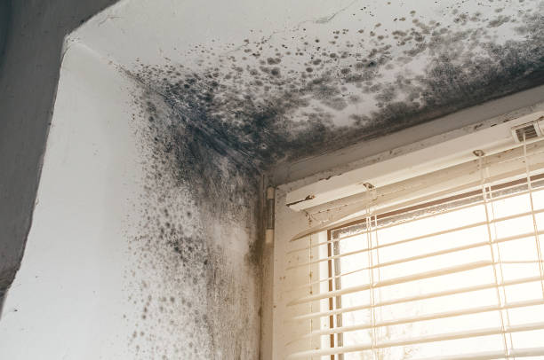 Affordable Mold Cleanup solutions in Jefferson, OR