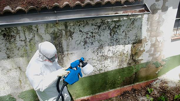 Trusted Black Mold Removal service in Jefferson, OR - Cheap Mold Removal